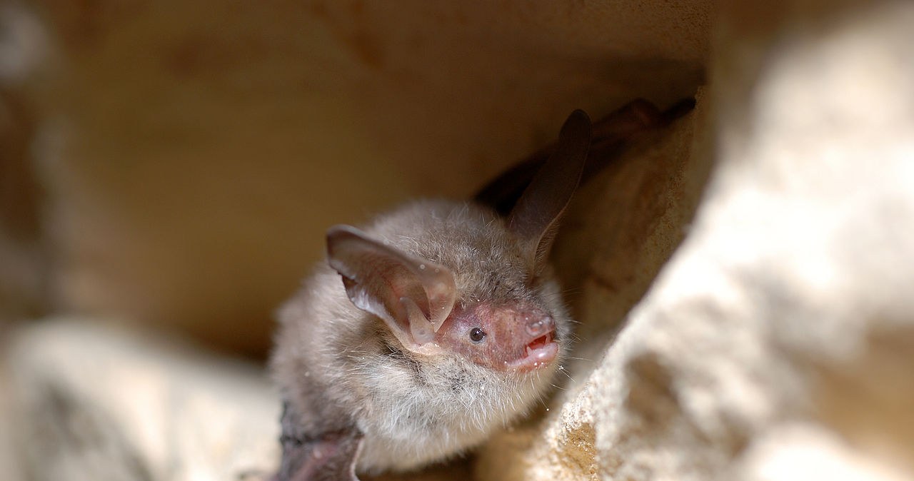 Nowy gatunek nietoperza pod Warszawą. „Jeden z najrzadszych”