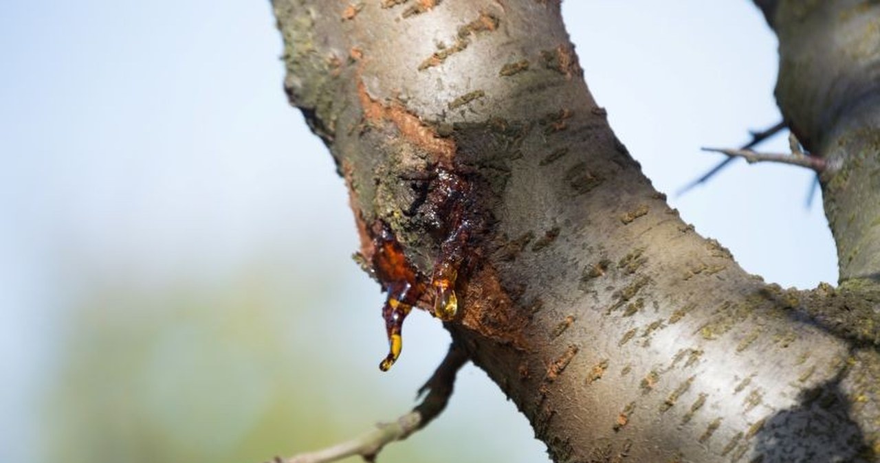Z drzew wycieka bursztynowa ciecz. Co się dzieje?