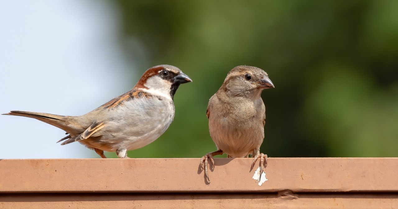Dlaczego wróble masowo wymierają? W miastach dzieje się coś złego Dlaczego wróble masowo wymierają? W miastach dzieje się coś złego