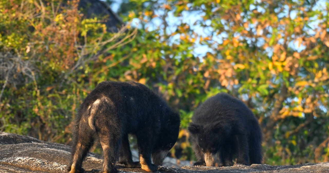 Rzadkie bliźniaki przyszły na świat. Jedyne takie niedźwiedzie