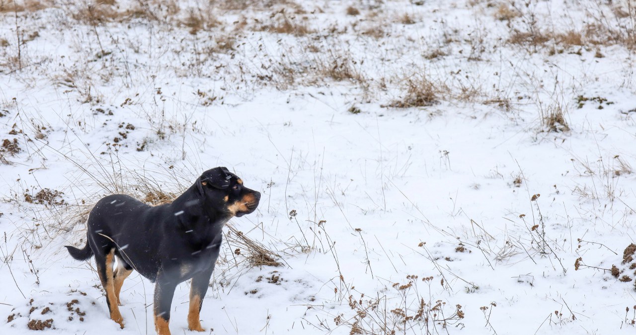 Zwierzęta mogą być bezradne na mrozie. Policja: natychmiast reaguj