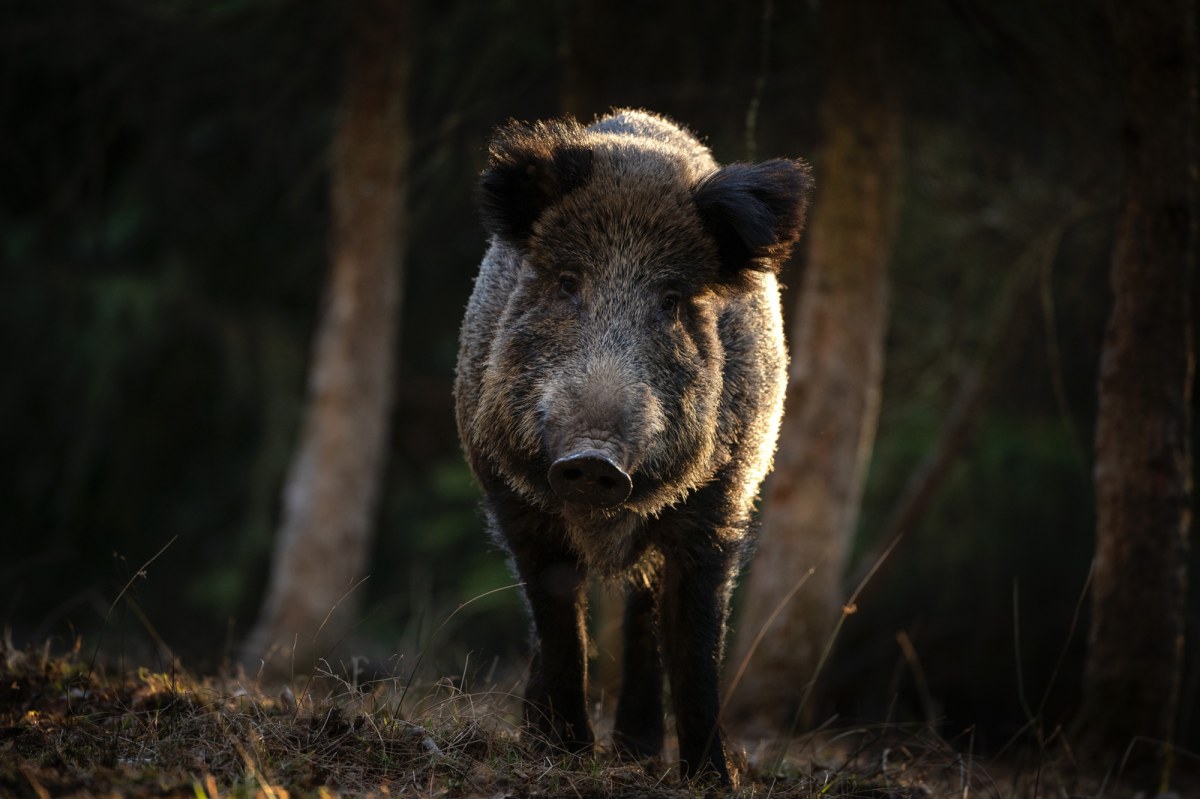 Rząd zapłaci za odstrzał dzików. Ile będzie można zarobić?