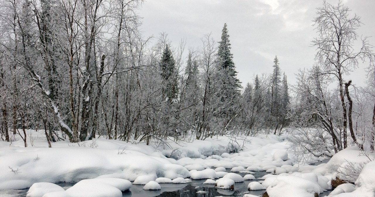 Sztorm Johannes zniszczył całe połacie lasów w Szwecji. Wielkie straty