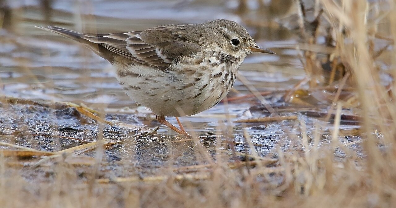 Świergotek syberyjski w Polsce. To pierwszy raz w historii