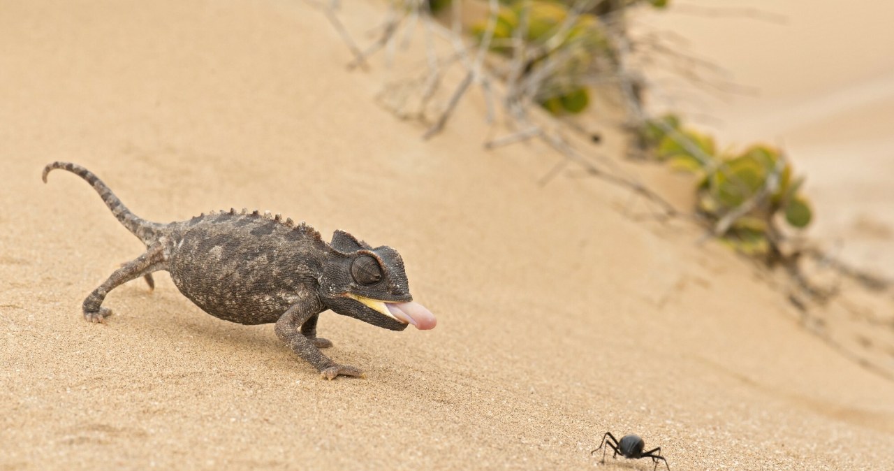 Jeden z najszybszych chrząszczy jest jak wiatr. Nie po to, by uciec