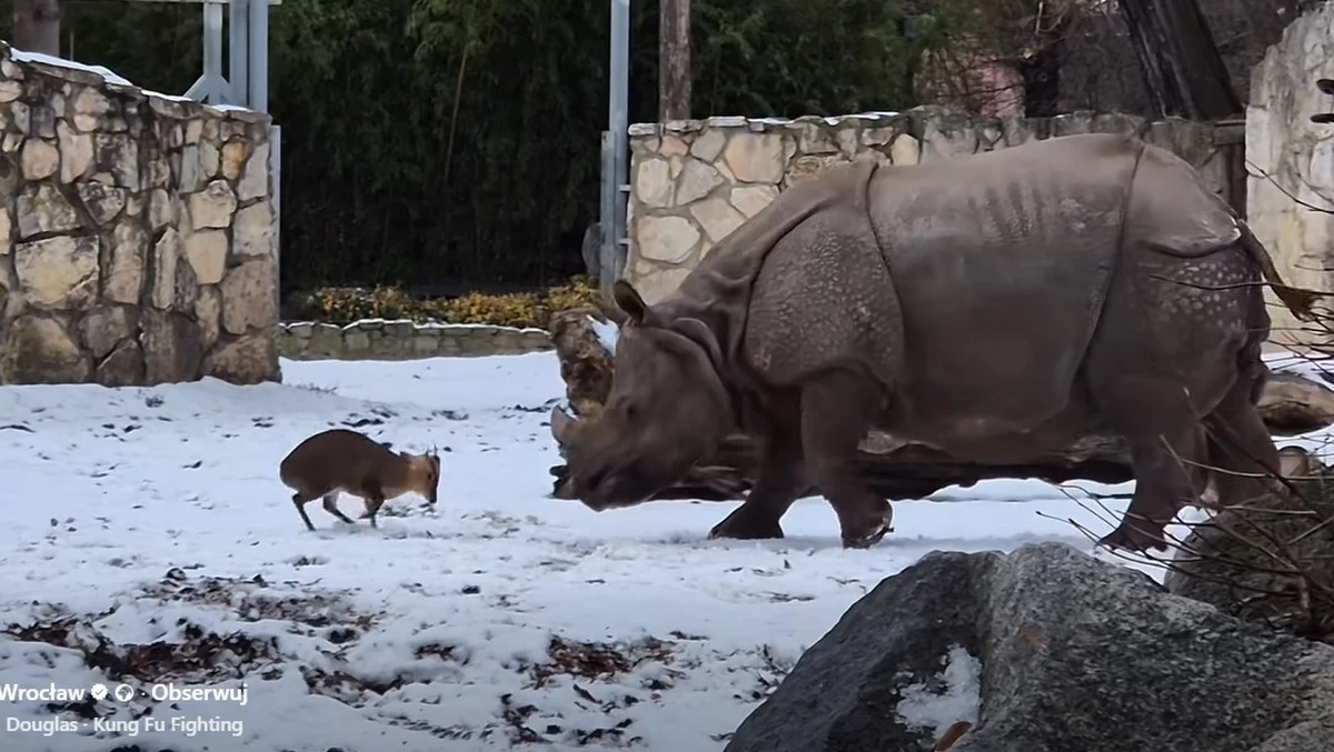Nagranie z wrocławskiego zoo, na którym niewielki mundżak chiński staje oko w oko z ważącą 1,7 tony samicą nosorożca indyjskiego, stało się prawdziwym hitem sieci. Wideo, które pojawiło się w internecie w czwartek, w błyskawicznym tempie zdobyło kilka milionów wyświetleń i wywołało lawinę komentarzy.