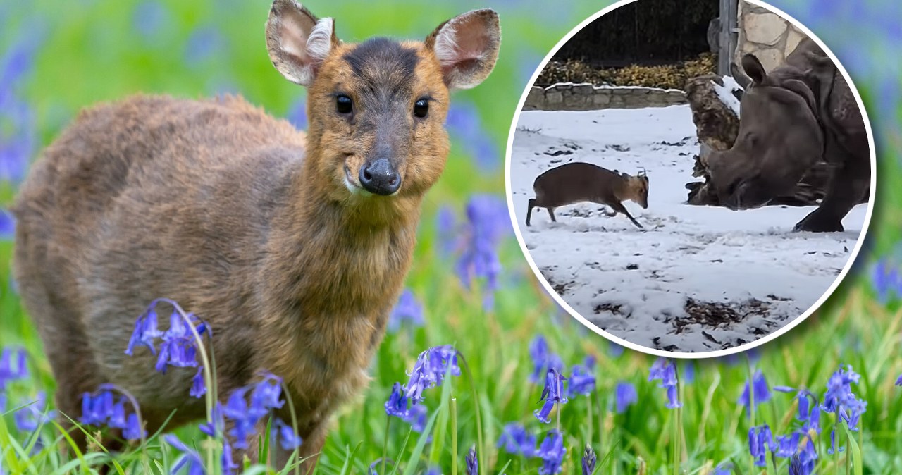 Maluch porwał się na giganta. Wideo z polskiego zoo podbija sieć