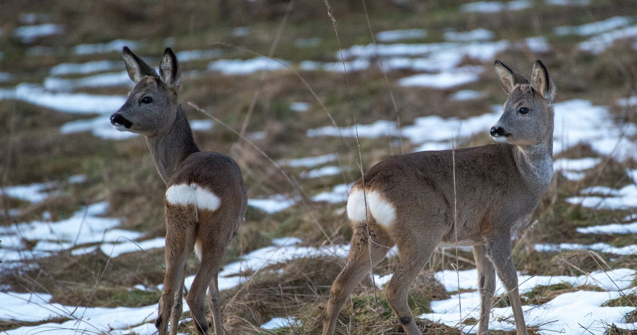 Wrócą polowania z dziećmi? „Powodują szkody w psychice”
