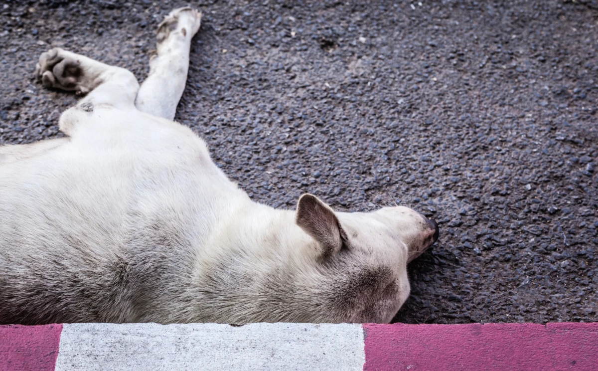 Makabrycznego odkrycia dokonali policjanci ze Skierniewic. Na terenie jednej z posesji w gminie Bolimów odnaleźli 16 martwych psów (bernardynów i pudli) oraz 48 żywych czworonogów, przebywających w skrajnie złych warunkach.