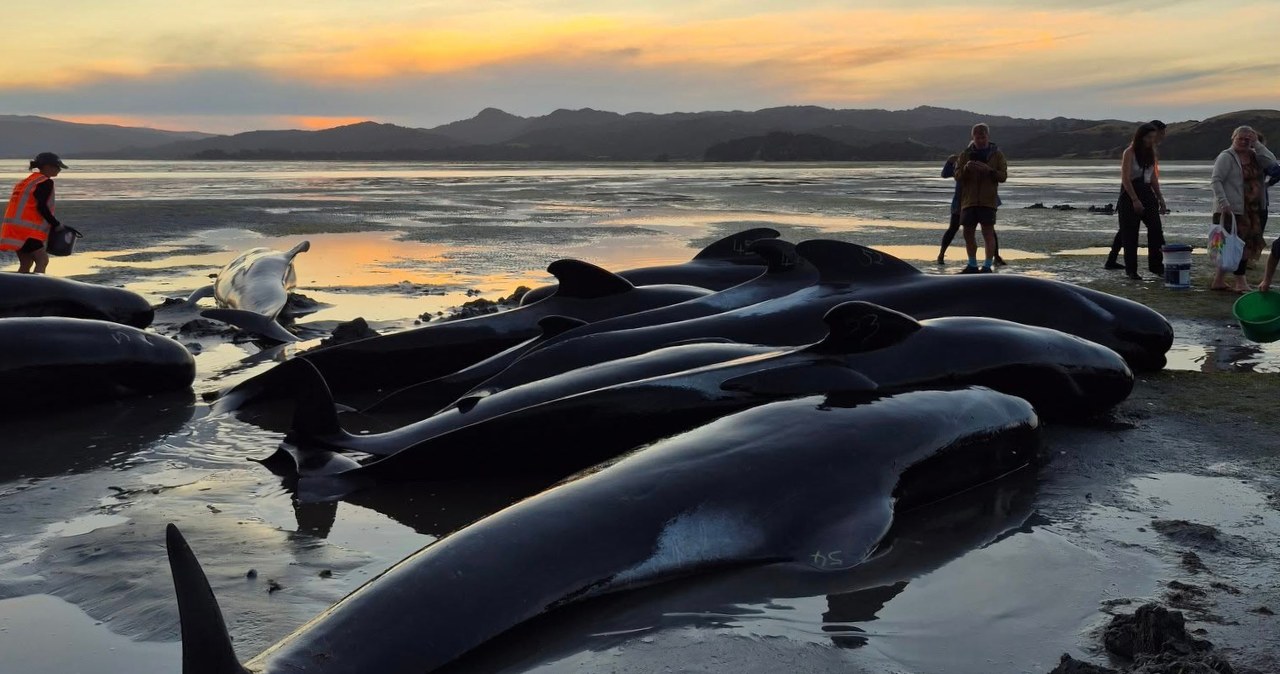 Przyczyna od lat jest zagadką. Aż 200 osób ratowało wielkie ssaki
