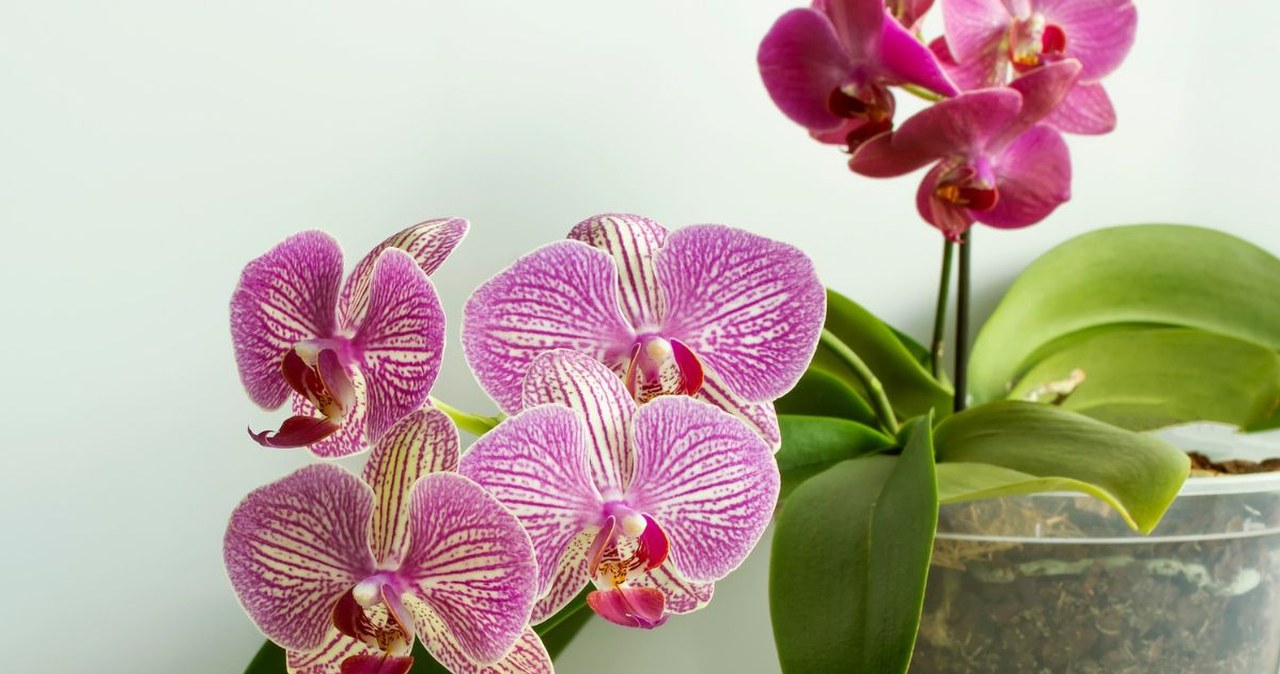 Podlewanie kwiatów kostkami lodu. Czy warto stosować tę metodę?