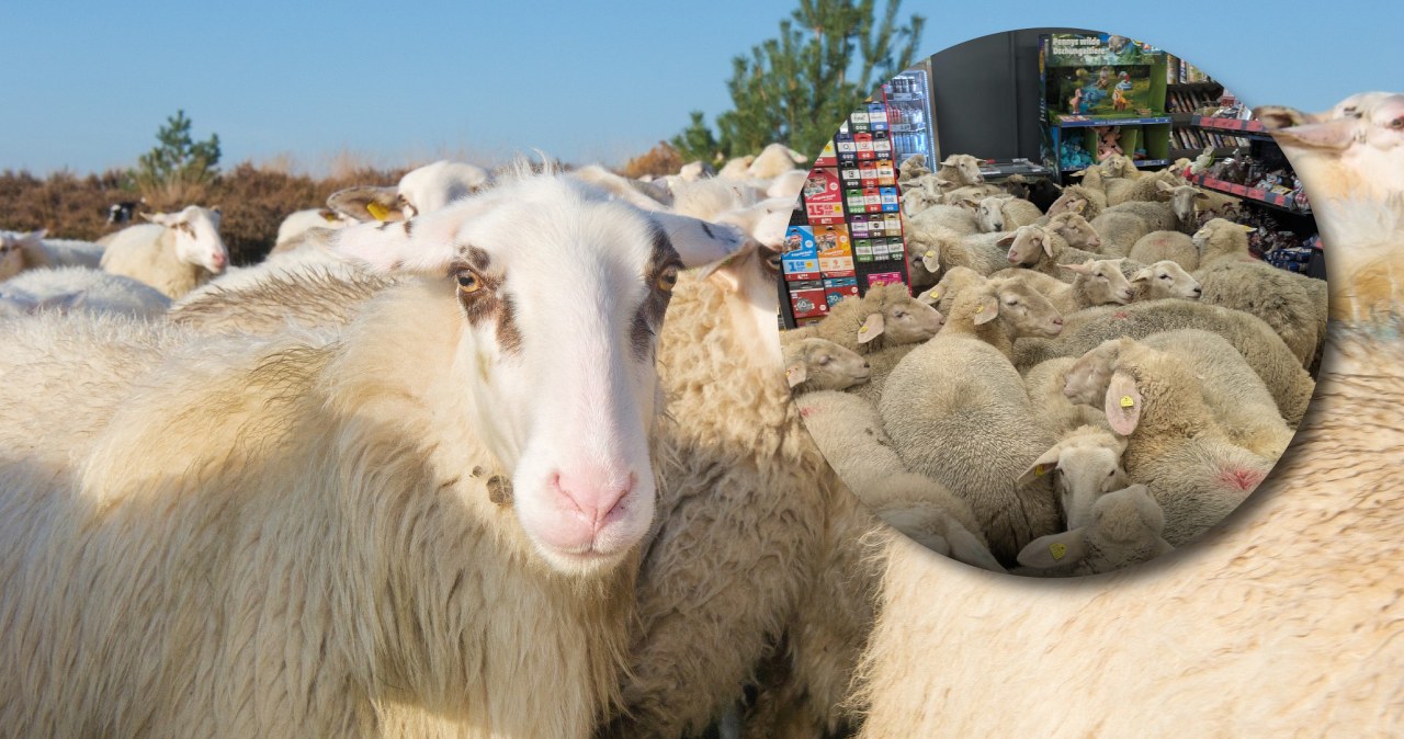 Do sklepu nagle weszło 50 owiec. „Myślałem, że to ukryta kamera”