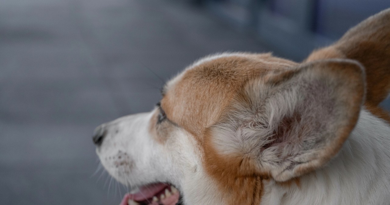 Dramat w legalnej hodowli psów. Martwe i chore zwierzęta