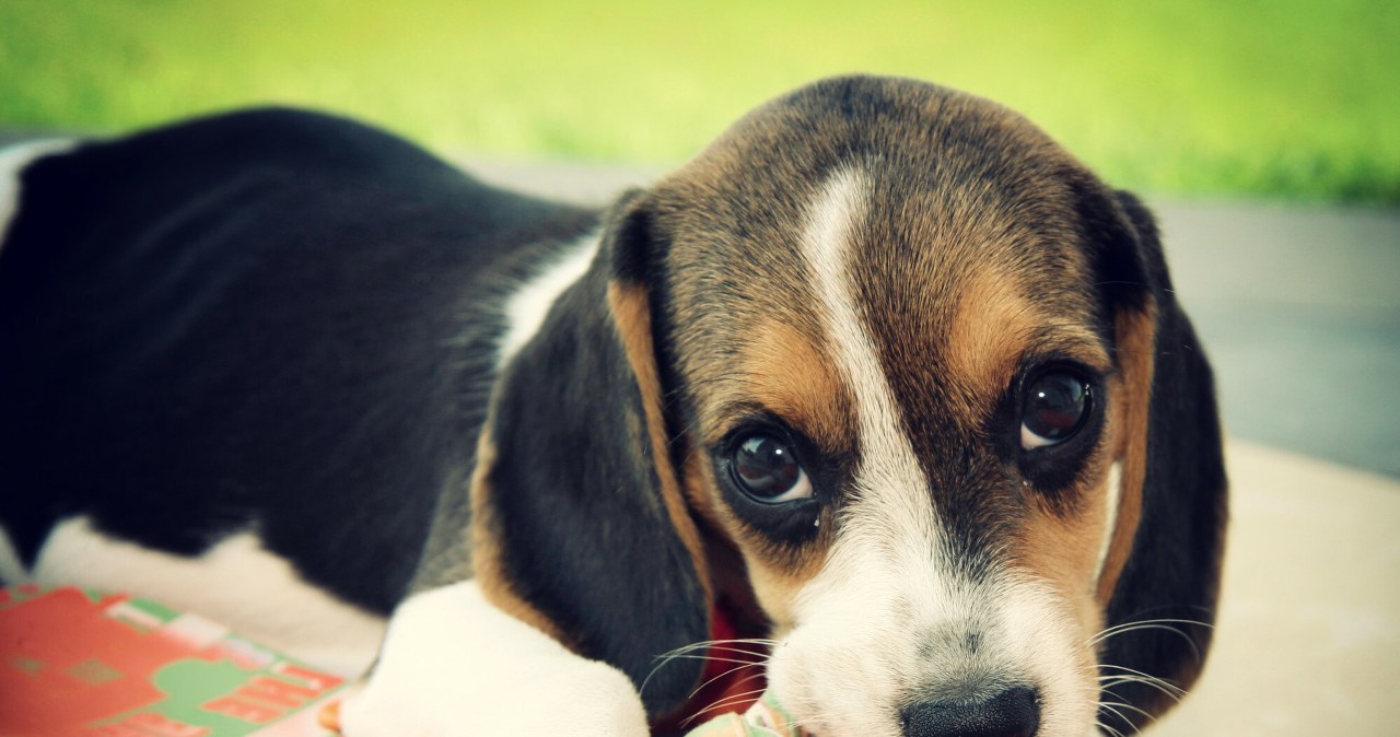 Psy potrafią podsłuchiwać. Jeśli w grę wchodzi zabawa