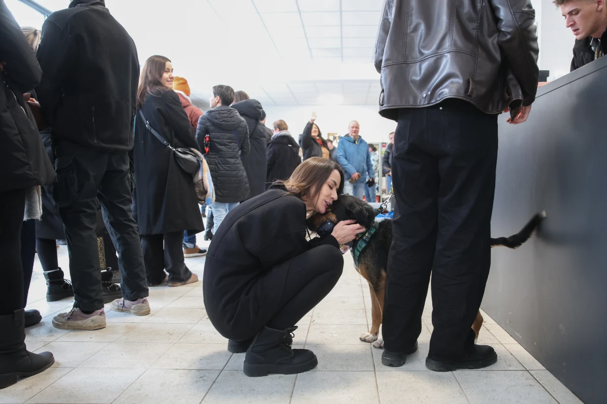 Wielki sukces akcji "Mrozy" zorganizowanej w krakowskim schronisku dla zwierząt. Aż 36 psów znalazło dziś swoje domy tymczasowe. To zwierzęta, które nie zmieszczą się w zamkniętym pawilonie.