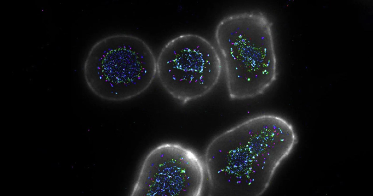 Odkryli sposób na "superdoładowanie" układu odpornościowego do walki z rakiem