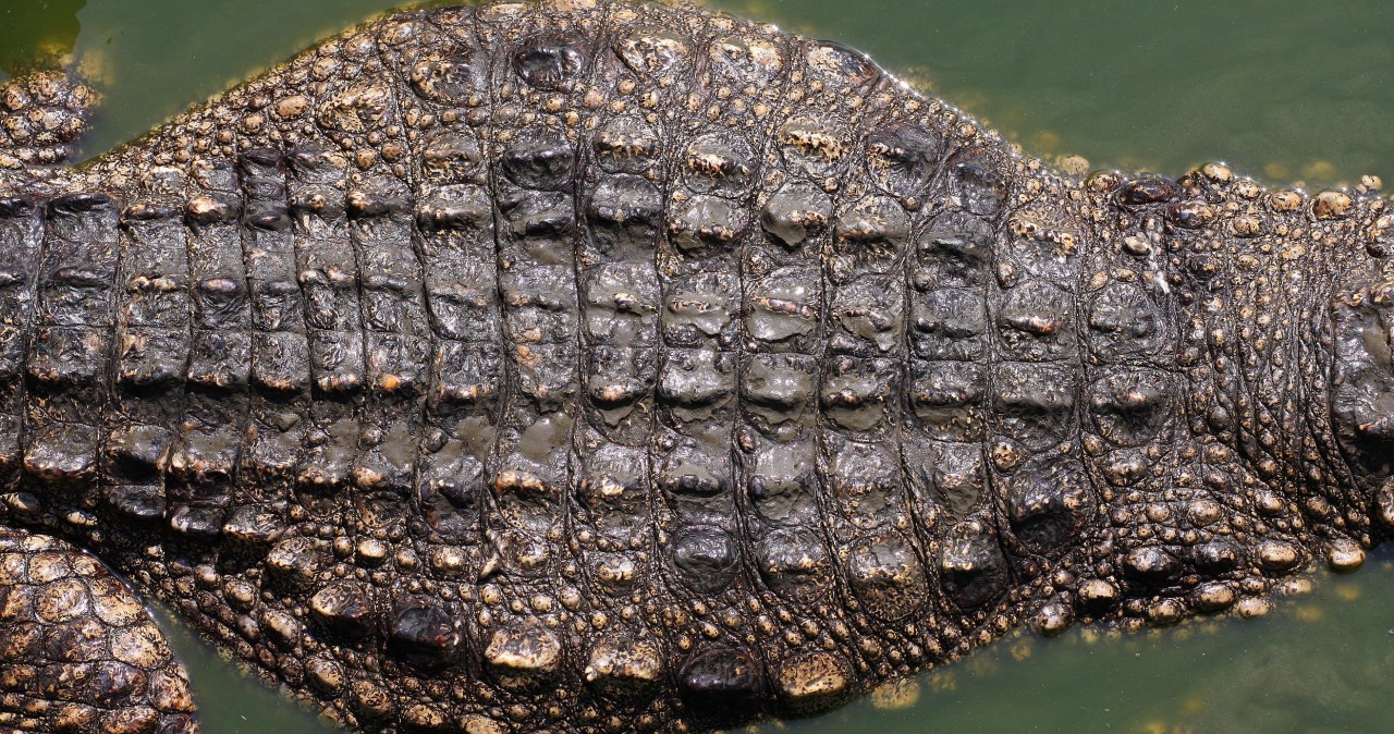 Tyranozaur to niejedyny rex. Wodny drapieżnik wielki jak autobus
