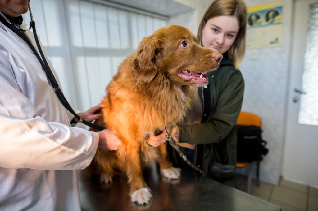 Badania psa przed szczepieniem przeciw wściekliźnie