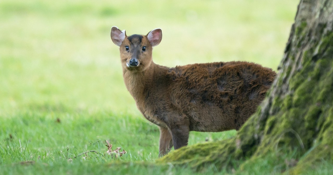 Maluch z Polski podbił cały świat. Jest nowe, zaskakujące wideo