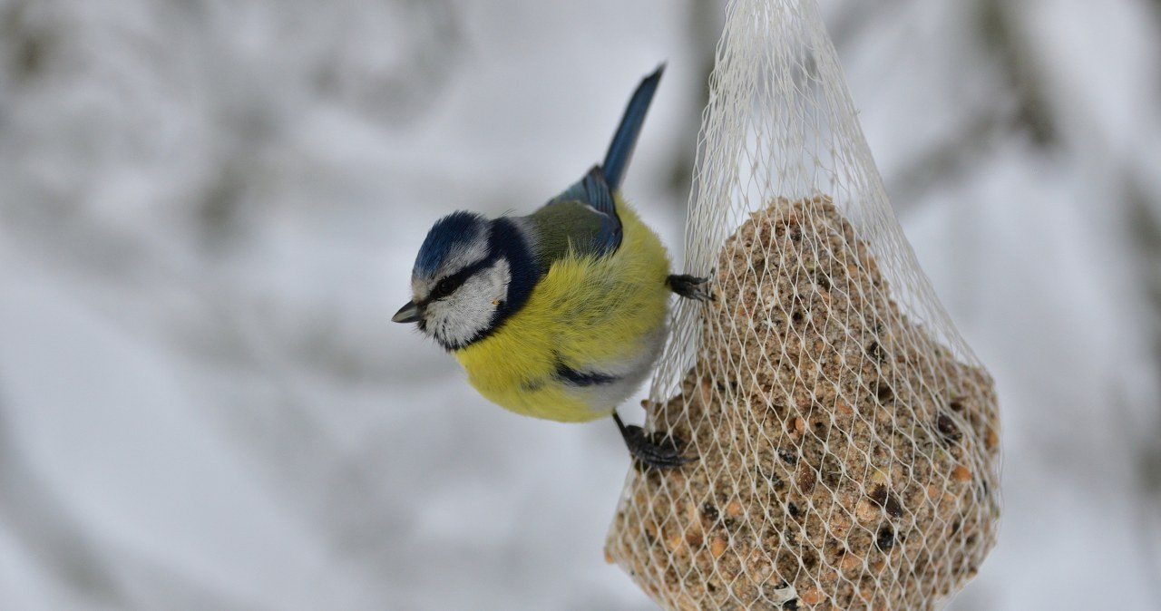 Ulep kulę i powieś w karmniku. choćby dzięcioł nie przejdzie obojętnie