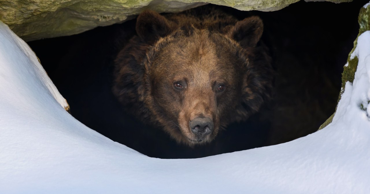 Jeszcze niedawno były koło domów. Mróz uśpił polskie niedźwiedzie