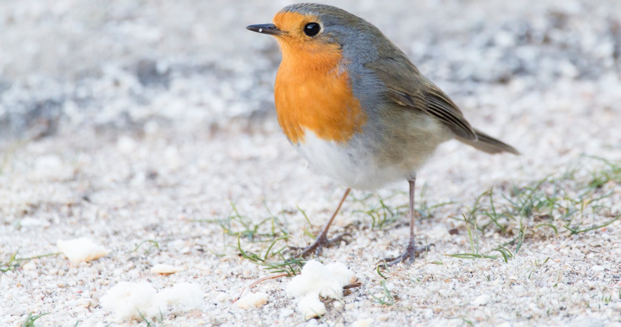 Tak zwabisz rudzika do ogrodu. Ptak będzie jadł ci z ręki