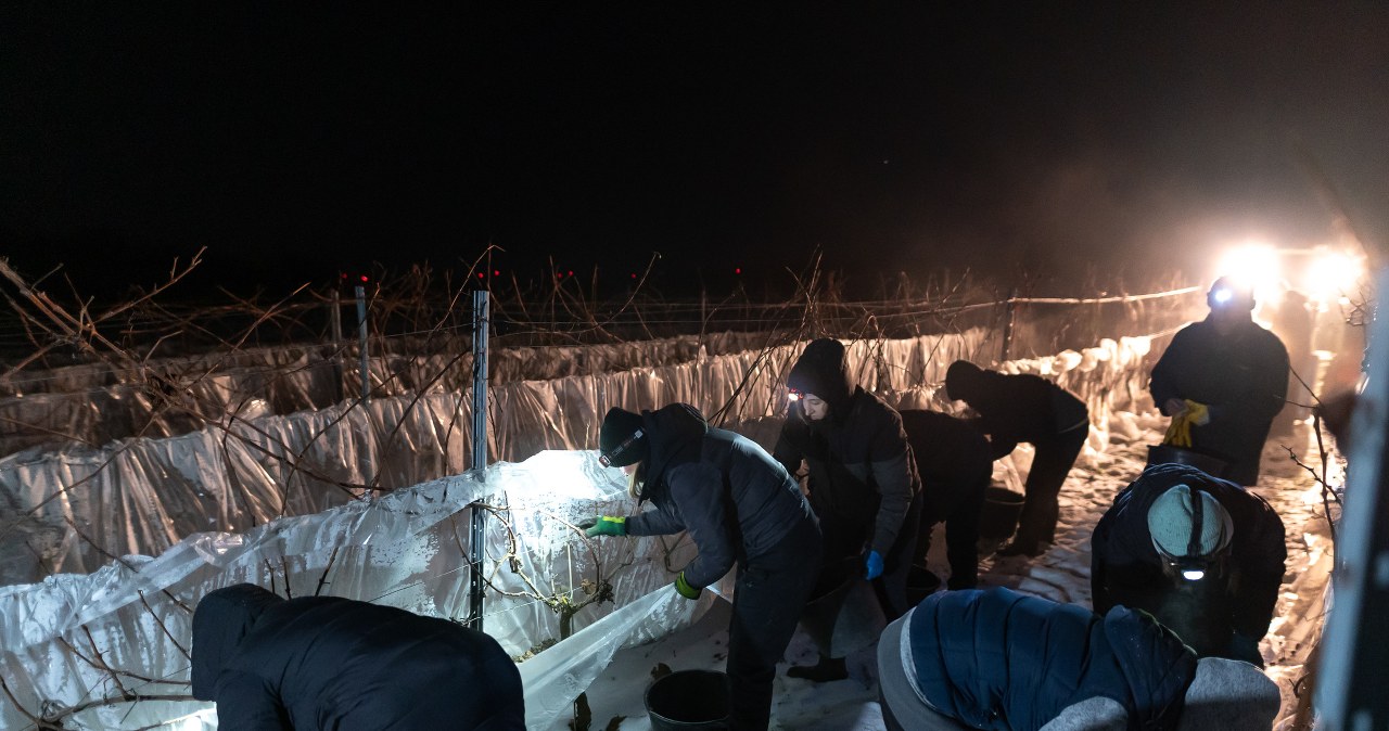 W Polsce powstaje unikatowy trunek. Jest poszukiwany na całym świecie