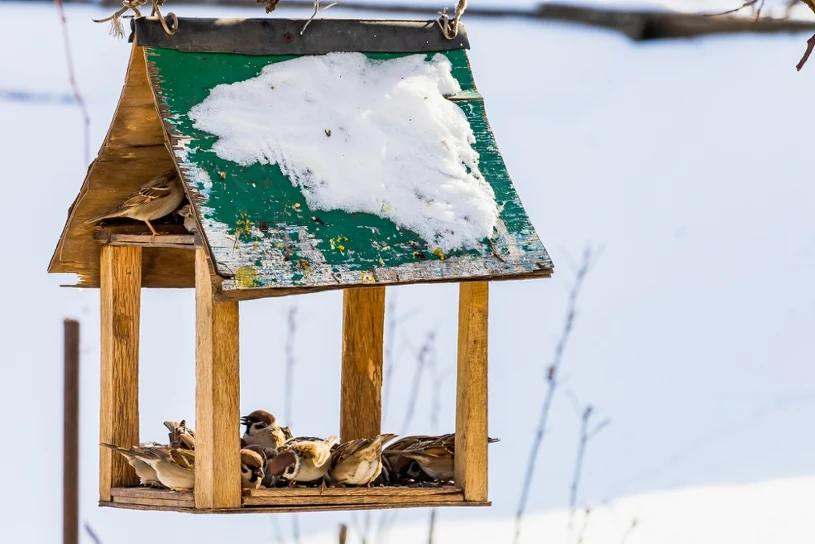 Czym pod żadnym pozorem nie wolno karmić ptaków zimą? Pełna lista
