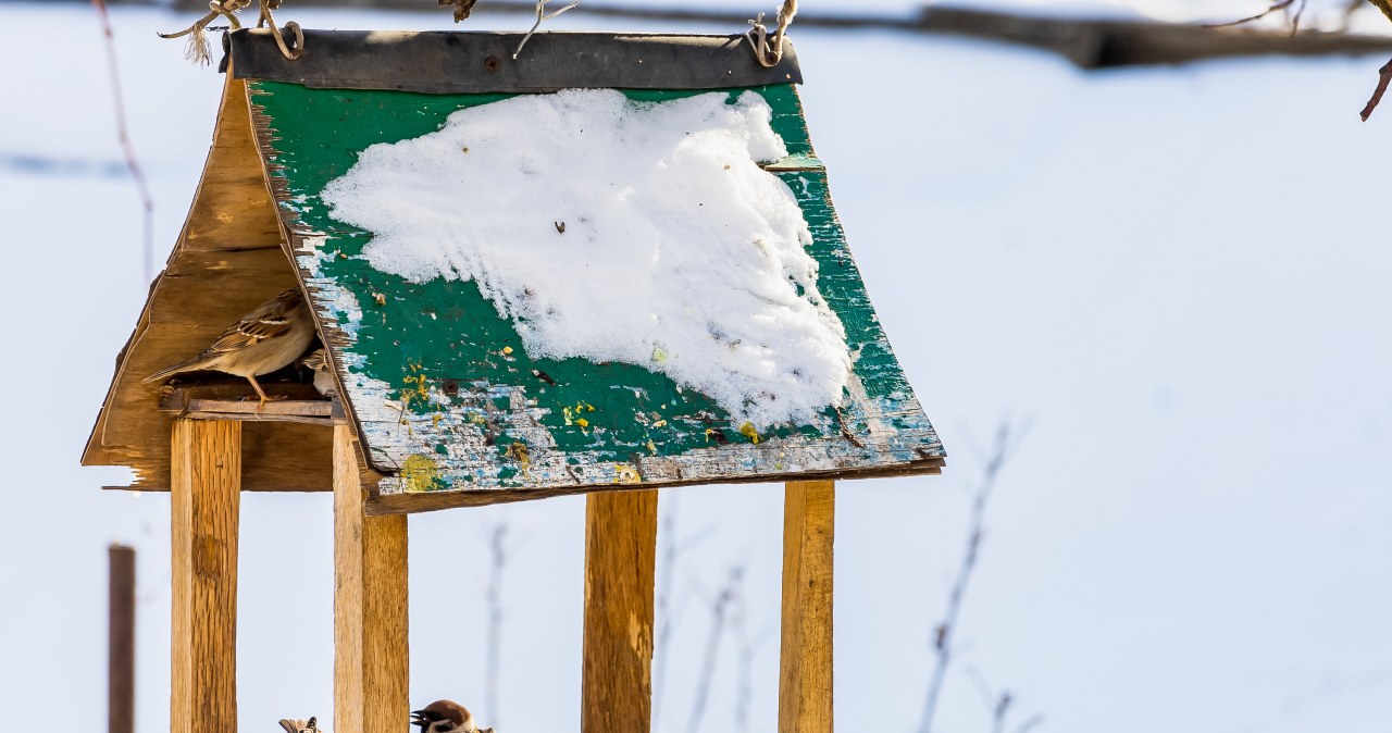 Czym pod żadnym pozorem nie wolno karmić ptaków zimą? Pełna lista