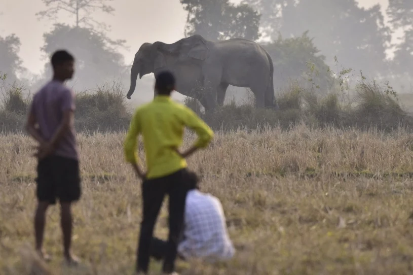 Trwa obława na słonia. Co najmniej 20 ofiar śmiertelnych w dziewięć dni