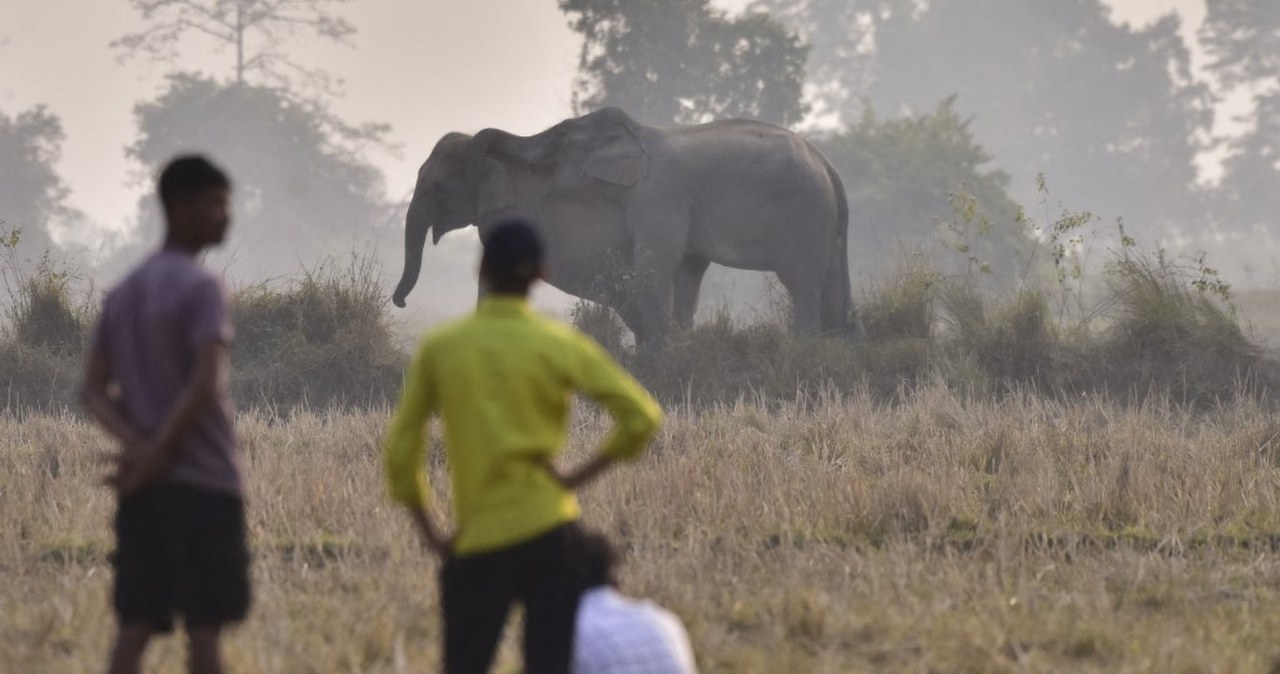 Trwa obława na słonia. Co najmniej 20 ofiar śmiertelnych w dziewięć dni