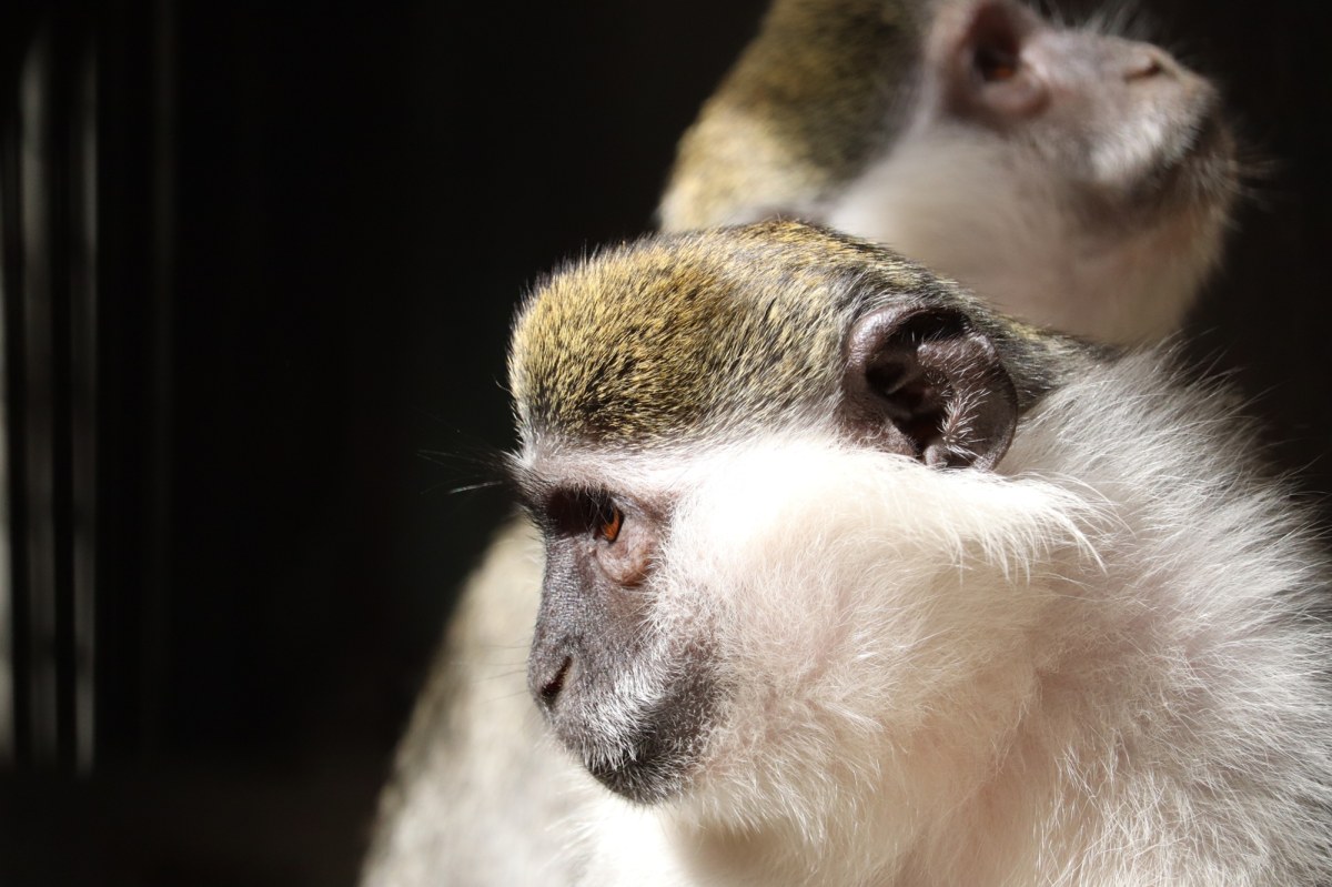 ​"Nie zbliżać się ani nie łapać!" Po mieście biegają kotawce