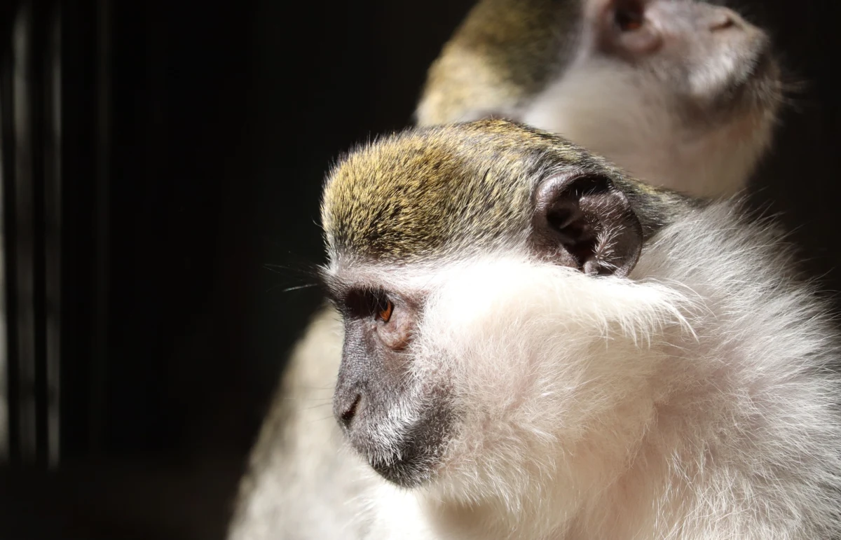 W St. Louis w stanie Missouri w USA po ulicach biegają małpy, najprawdopodobniej kotawce sawannowe. Nie wiadomo, skąd się tam wzięły, czy ktoś je wypuścił. Zwierzęta niepokoją mieszkańców, na razie są nieuchwytne dla służb. Władze miasta apelują, by się do nich nie zbliżać ani nie próbować ich łapać.