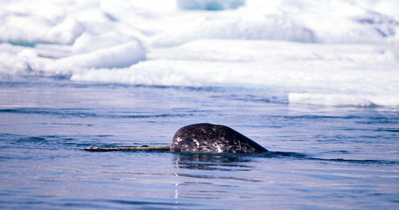 Po co Trumpowi Grenlandia? Ogromne złoża i wyjątkowe zwierzęta