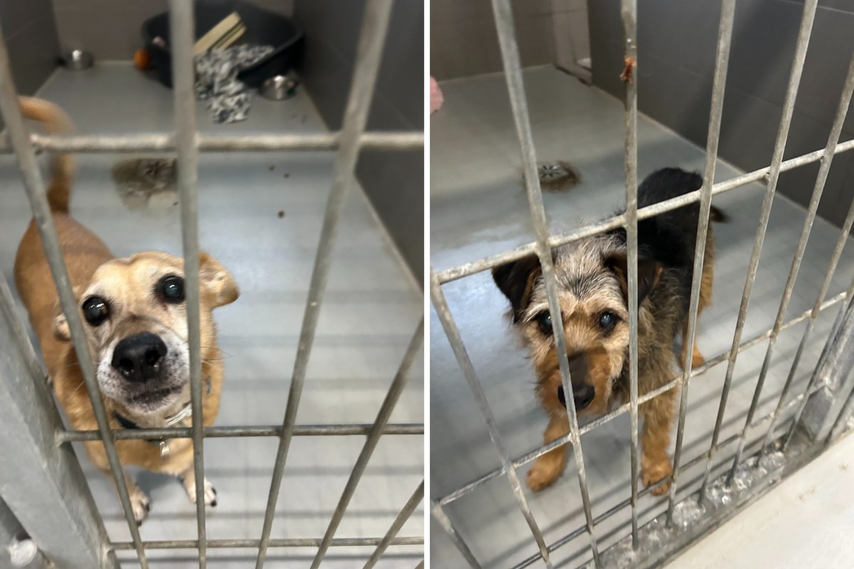 Kieleckie schronisko prosi o wsparcie. "Każda ilość jest na wagę złota"