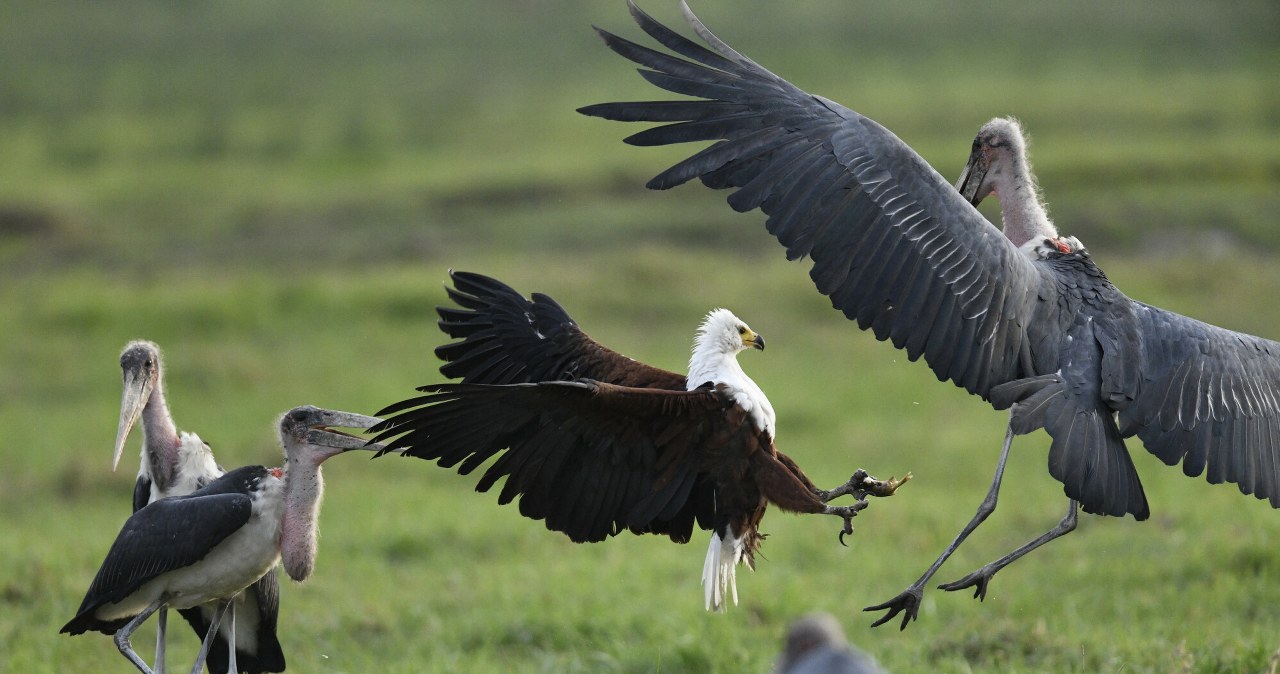Ptaki umierają jeden po drugim. Zabija je to, co trzyma nas przy życiu