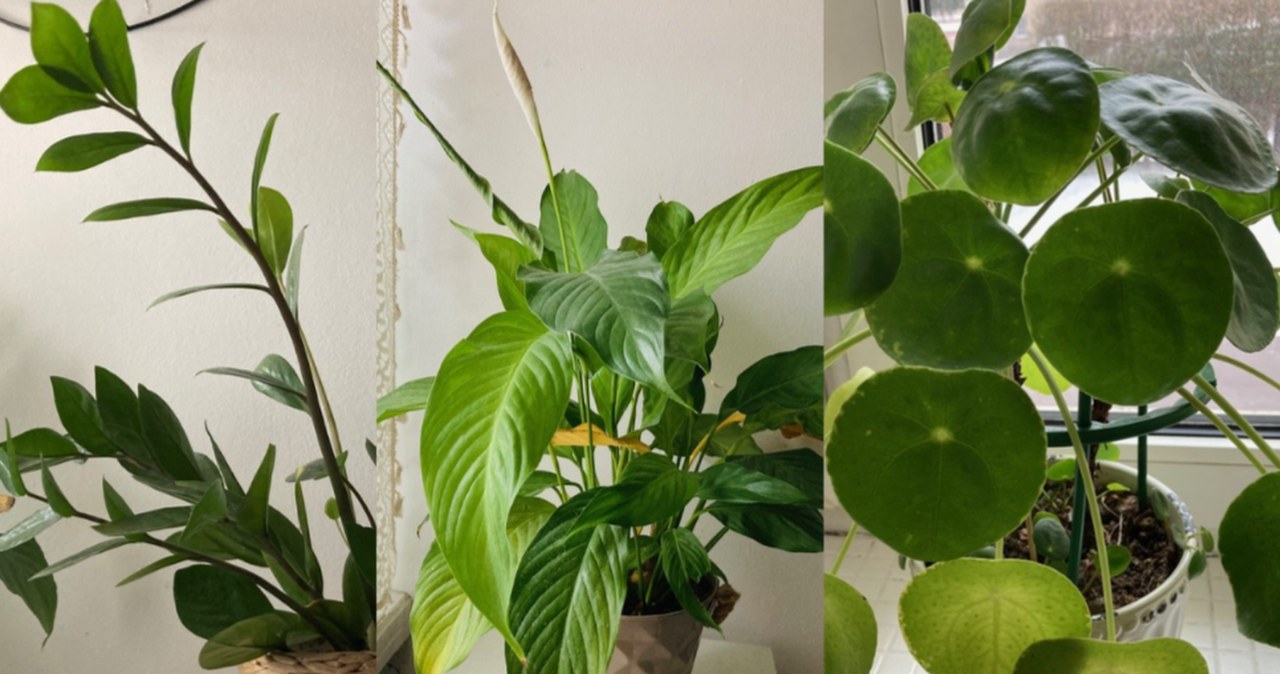 W ciemnym mieszkaniu nie można hodować roślin? Bzdura, spójrz na moje