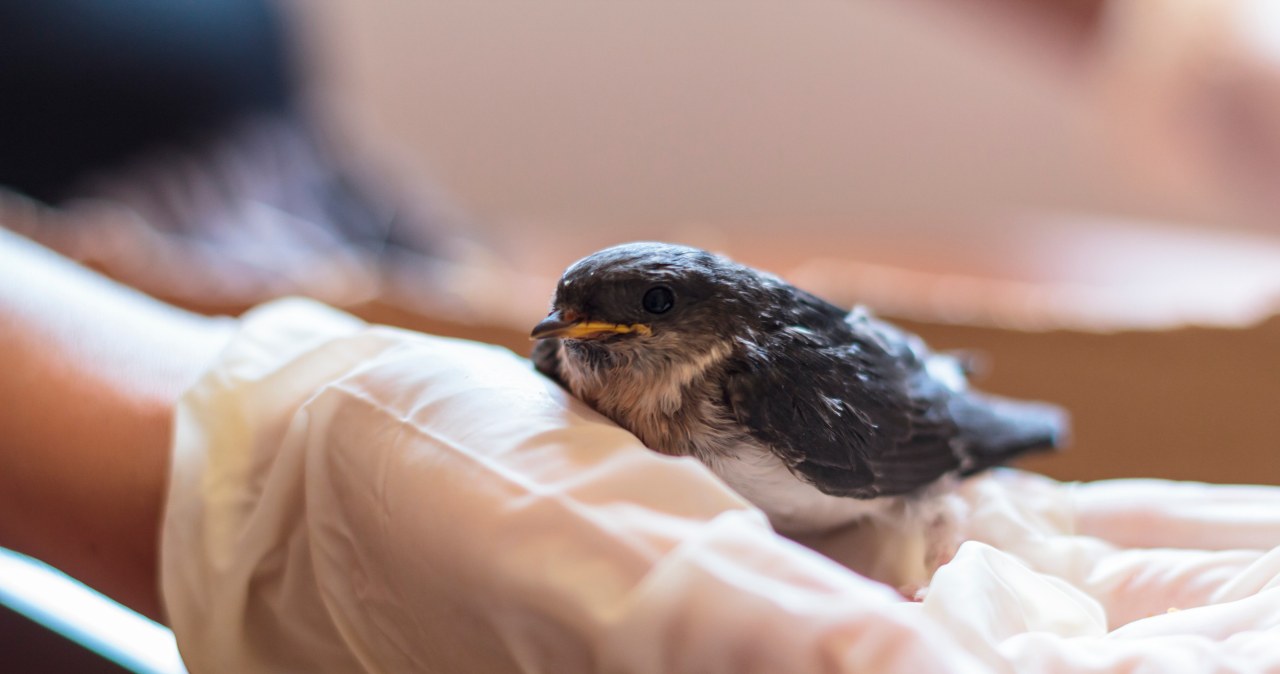 Nie karm i nie zabieraj do domu. Oto adekwatna procedura