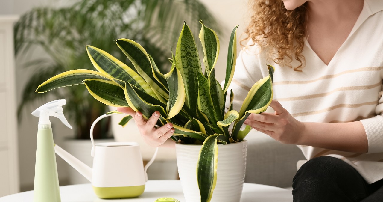 Nie wyrzucaj rośliny do kosza. W ten sposób ją uratujesz