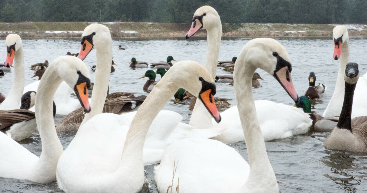 Łabędzie padają jeden po drugim w centrum polskiego miasta. Co się dzieje?