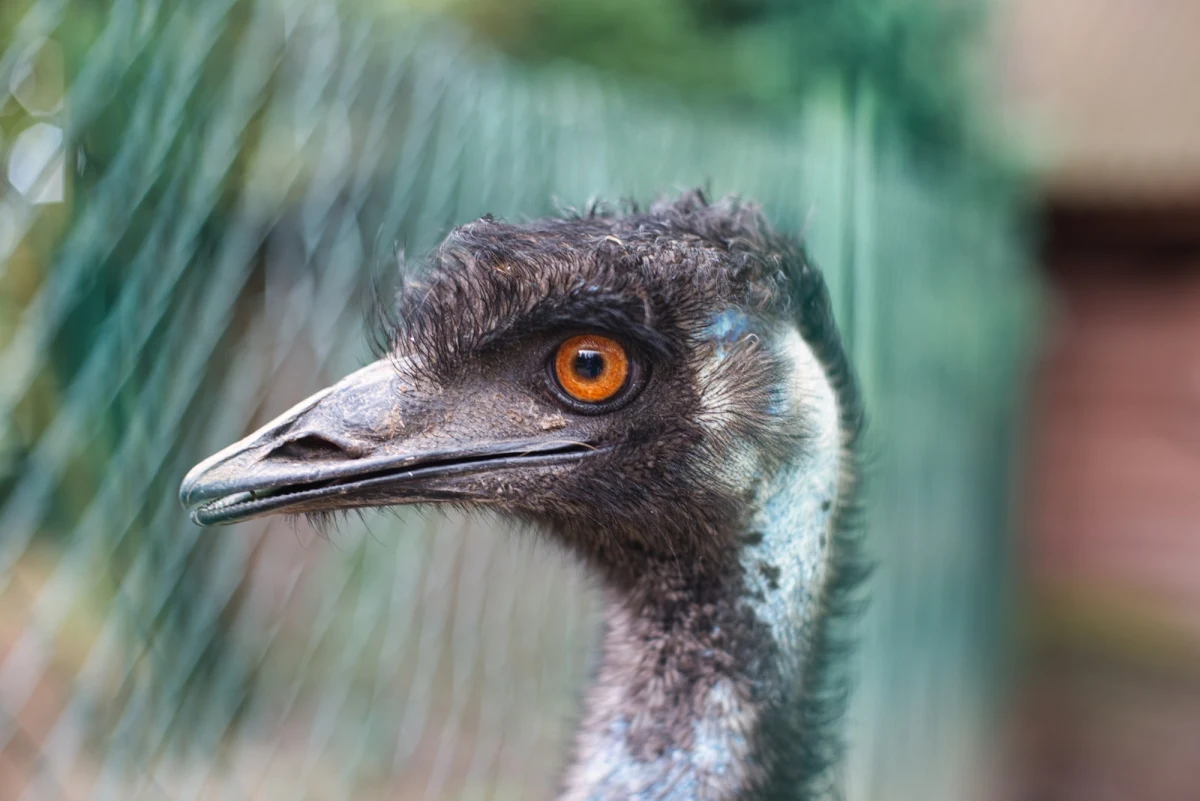 ​Szczęśliwy finał poszukiwań samca emu. Fabiś oddalił się od hodowli, bo wystraszył się huku fajerwerków. Leśnicy znaleźli go w lesie pod Garwolinem w województwie mazowieckim. Ptak spędził tam mroźną noc - we wtorek trafił do właściciela.