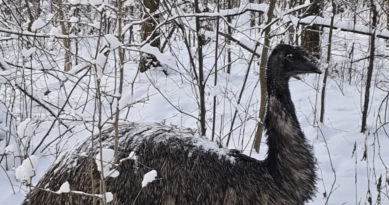 Leśnicy znaleźli nietypowego uciekiniera. Był cały w śniegu