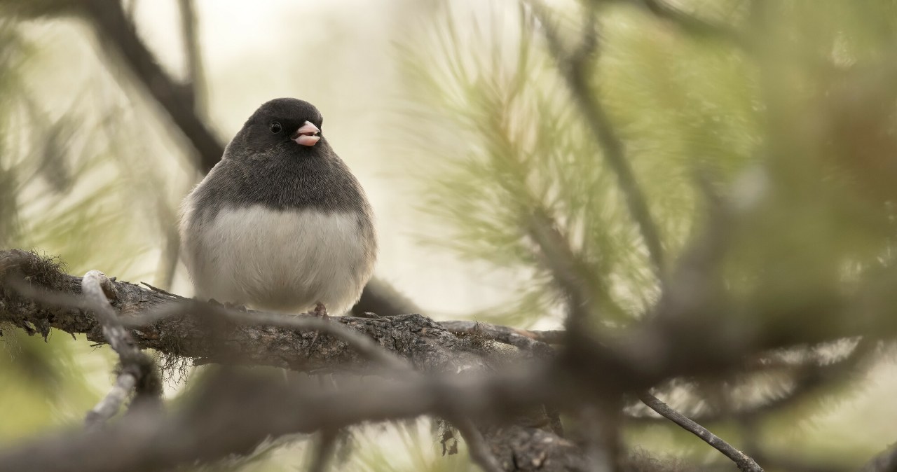 Zaglądasz do karmnika, a tu obcy. Przylatują do nas z bardzo daleka