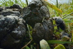 Najdziwniejsze cuda ewolucji