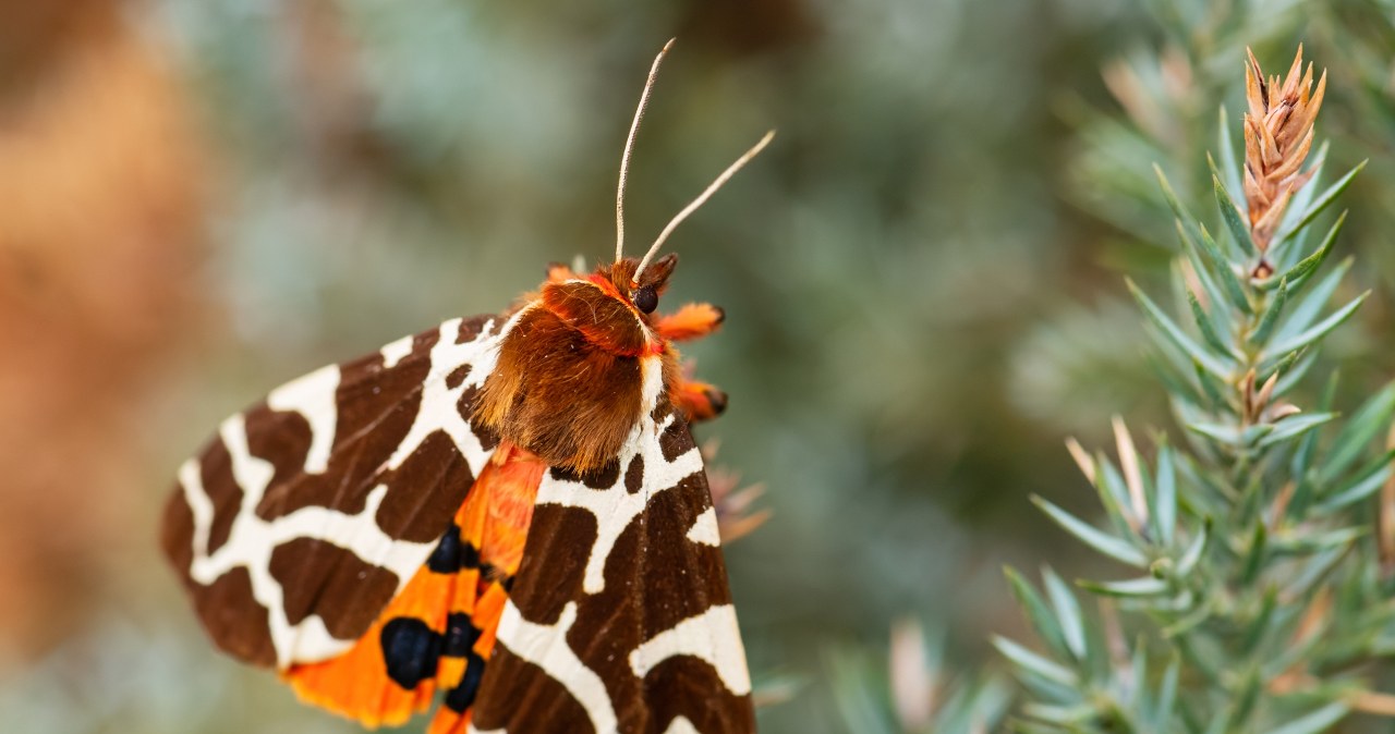 Zbiorą DNA wszystkich motyli w Europie. To ma pomóc zrozumieć