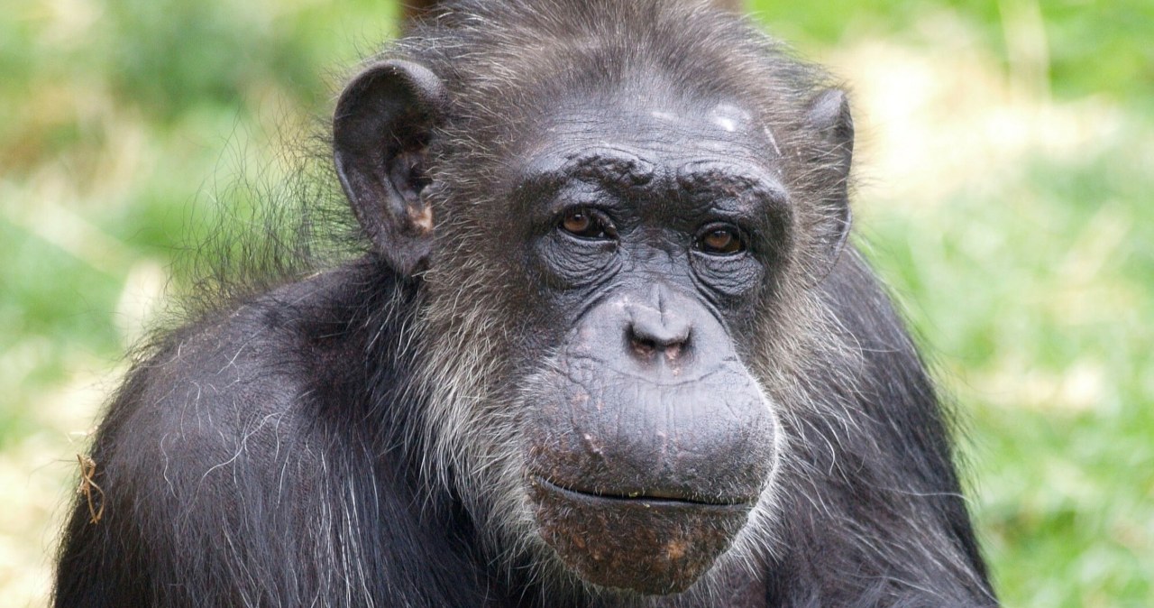 Nie żyje genialna szympansica. Czytała po angielsku i chińsku