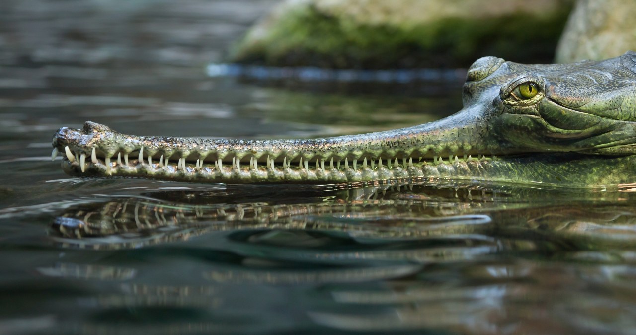 Dotąd się tam nie zapędzał. Dziwaczny krokodyl straszył w mieście