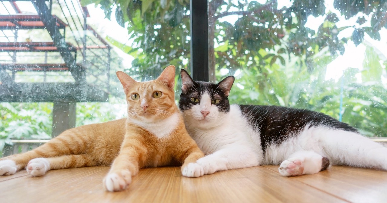 Masz kota w tym kolorze? Jego energia przyciąga do domu obfitość i dobrobyt