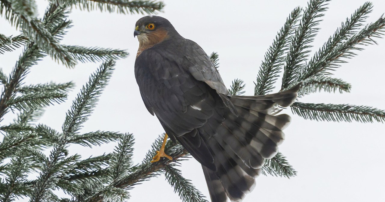 Sypiesz karmę do karmnika? Tylko czeka, żeby zapolować tam na ptaki