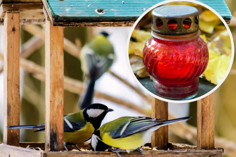 Gdy mróz, koniecznie ustaw w karmniku. Dla ptaków jest jak zbawienie